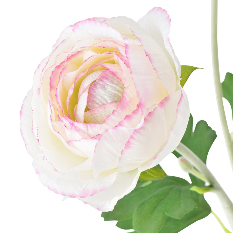 Art Flower Ranunculus L White