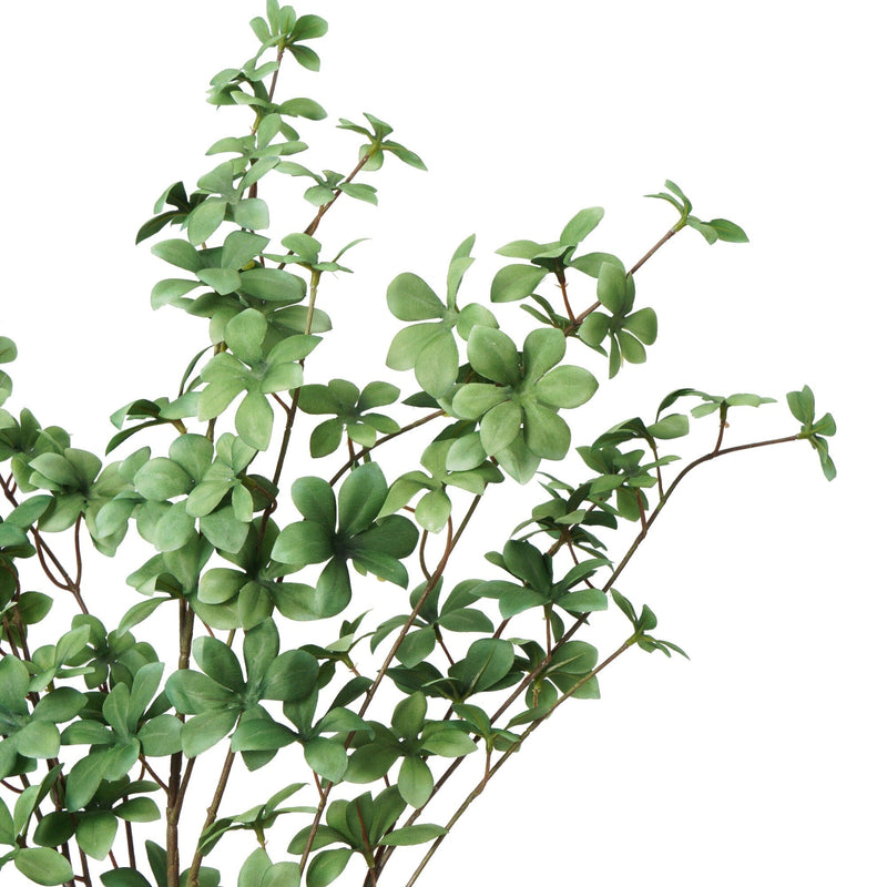 Art Green Enkianthus Campanulatus Green