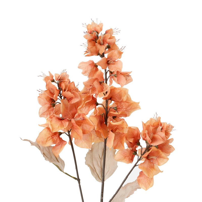 Art Flower Bougainvillea Orange