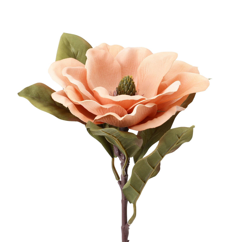 Art Flower Magnolia Coral