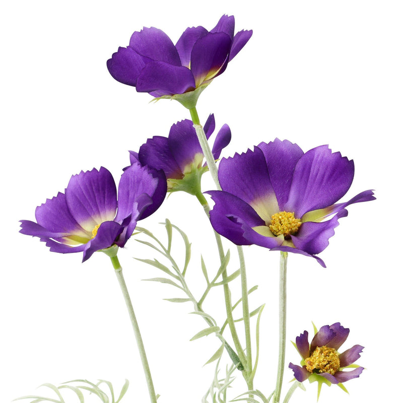 Art Flower Cosmos Purple