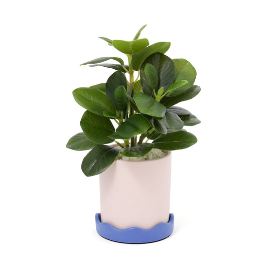 Art Green & Pot  Peperomia Small