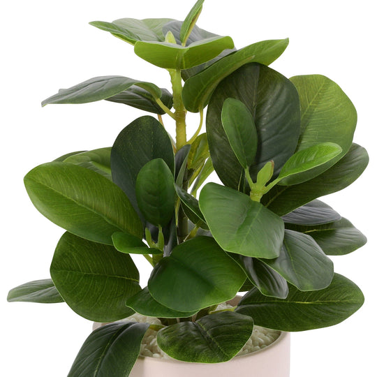 Art Green & Pot  Peperomia Small