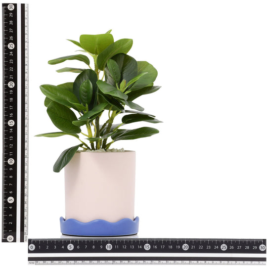 Art Green & Pot  Peperomia Small