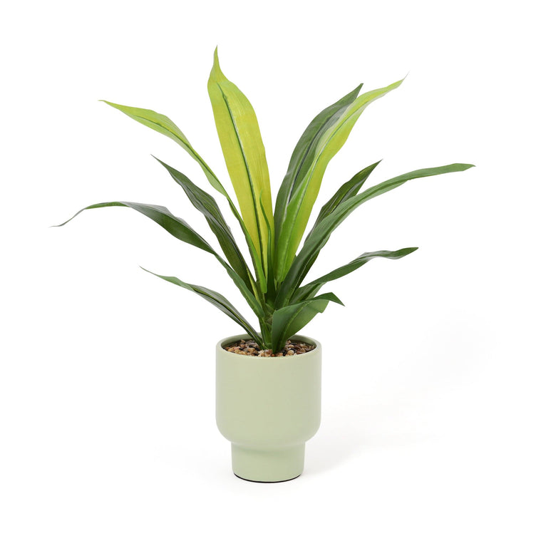 Art Green & Pot  Dracaena Medium
