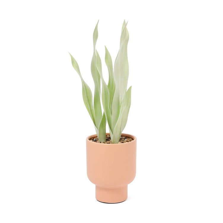 Art Green & Pot  Sansevieria Medium