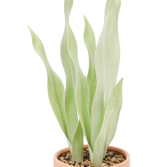 Art Green & Pot  Sansevieria Medium