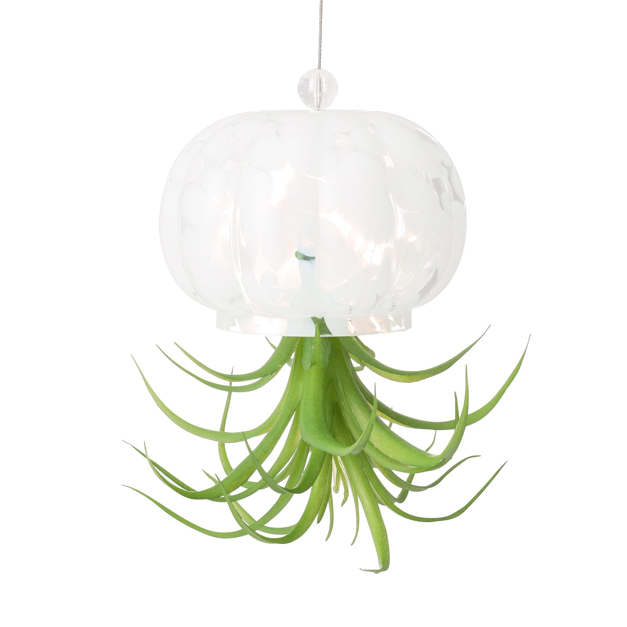 Art Green Jellyfish White